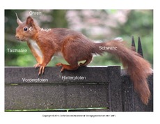 Eichhörnchen-Körperbau-2.pdf
